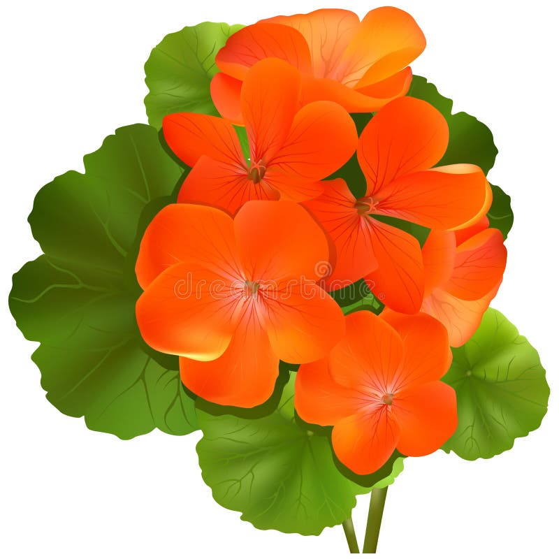 Pelargonium flower (Geranium) royalty free illustration Pelargonium flower (Geranium) royalty free illustration