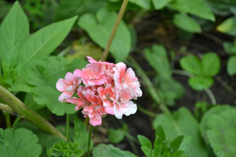 Geranium Appleblossom Photos Free Royalty Free Stock Photos From Dreamstime Geranium Appleblossom Photos Free Royalty Free Stock Photos From Dreamstime