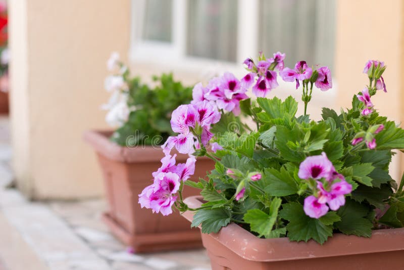 Pelargonium królewski w garnku obrazy stock Pelargonium królewski w garnku obrazy stock