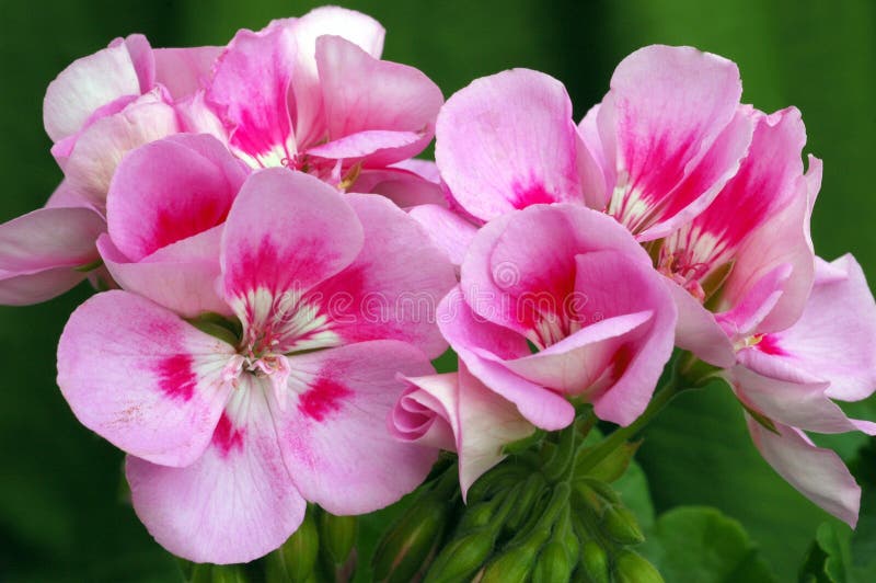 Pelargonium? spruzzata rosa-chiaro americana? fotografie stock