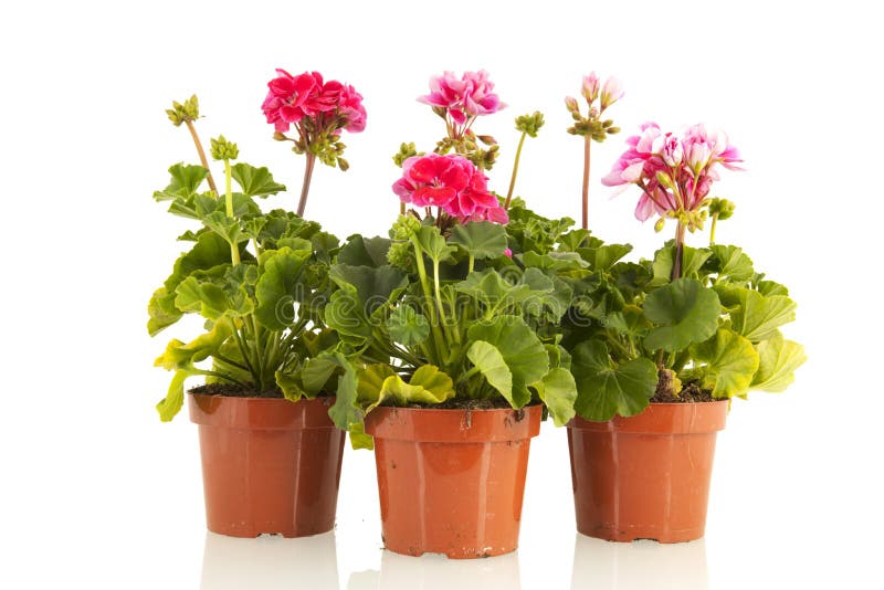 Pelargoniums for the garden. Pelargoniums in wooden crate for the garden royalty free stock photography