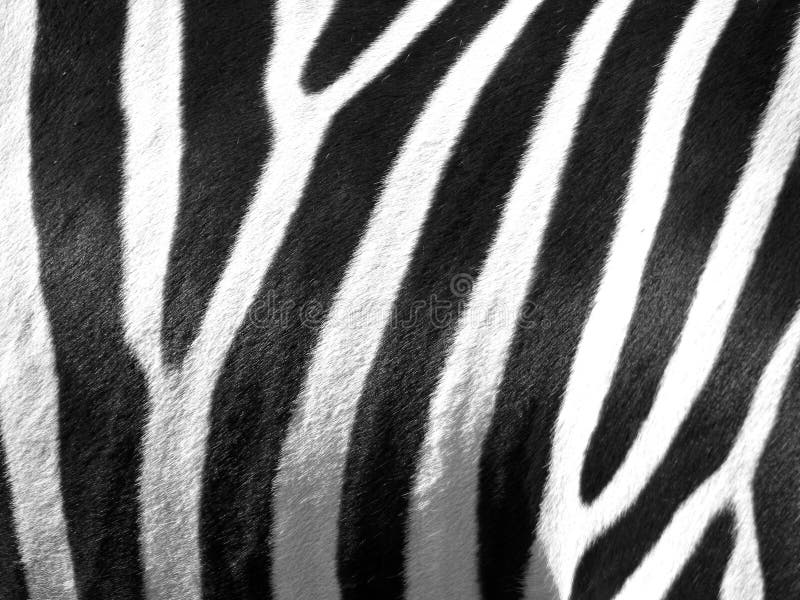 Pele da zebra fotografia de stock Pele da zebra fotografia de stock