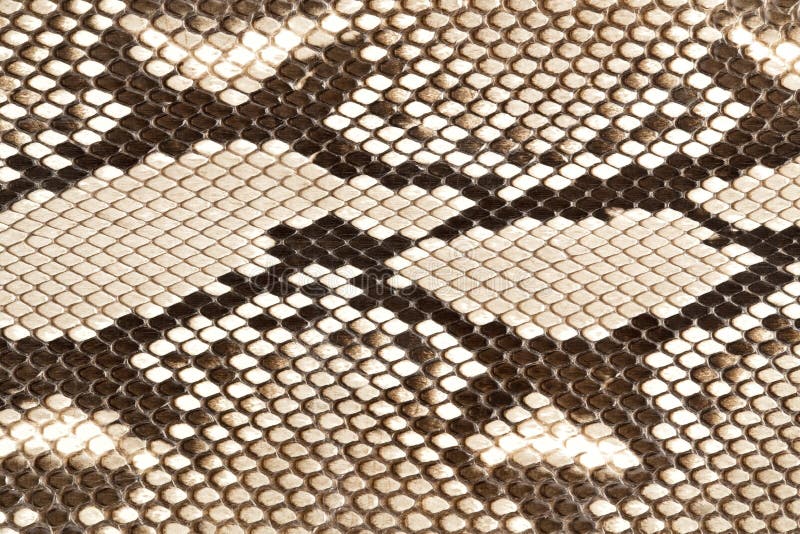 Pele de serpente imagem de stock royalty free Pele de serpente imagem de stock royalty free