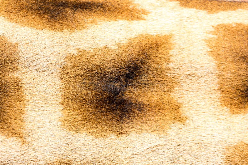 A pele de um girafa no close-up foto de stock royalty free