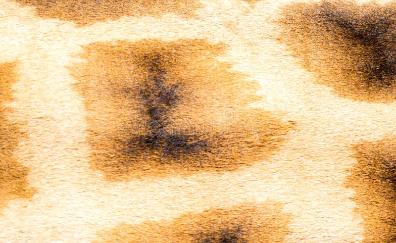 A pele de um girafa no close-up foto de stock