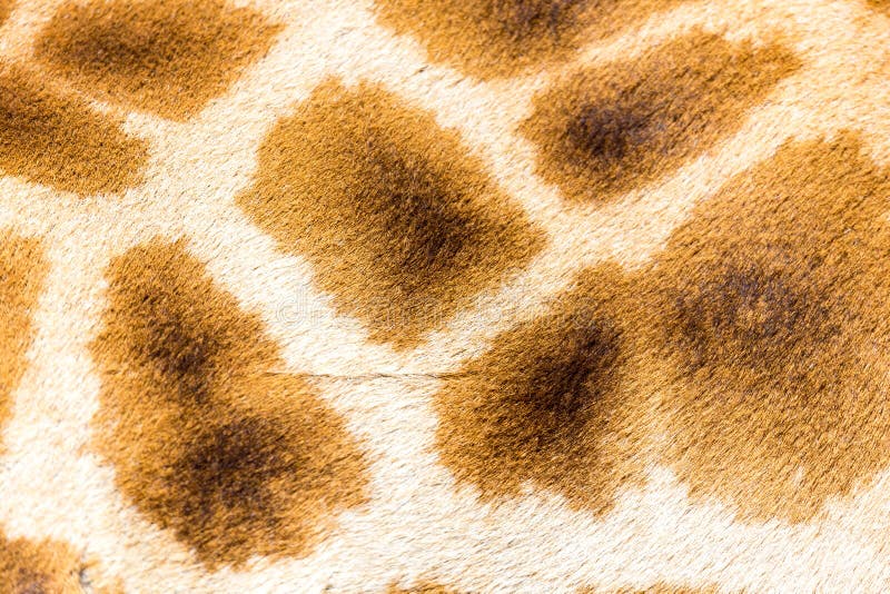 A pele de um girafa no close-up fotos de stock royalty free