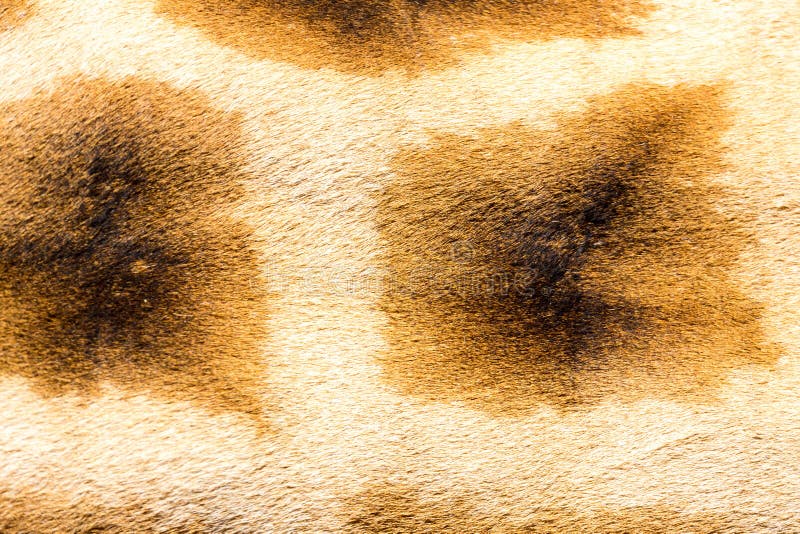 A pele de um girafa no close-up foto de stock royalty free