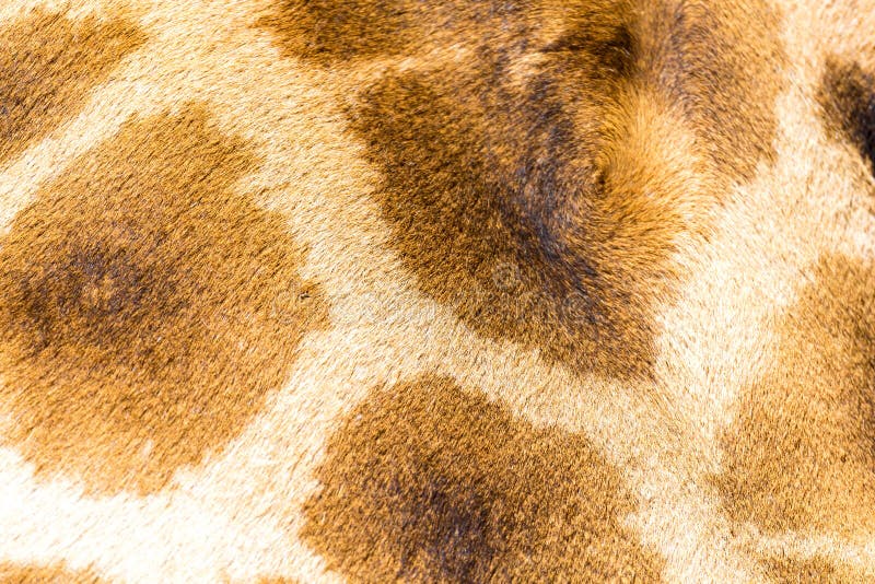 A pele de um girafa no close-up fotografia de stock royalty free