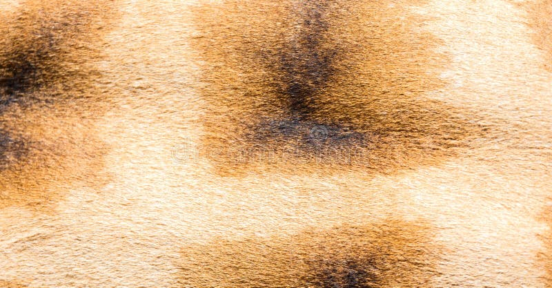 A pele de um girafa no close-up foto de stock