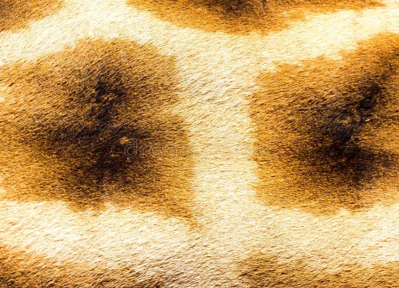 A pele de um girafa no close-up foto de stock