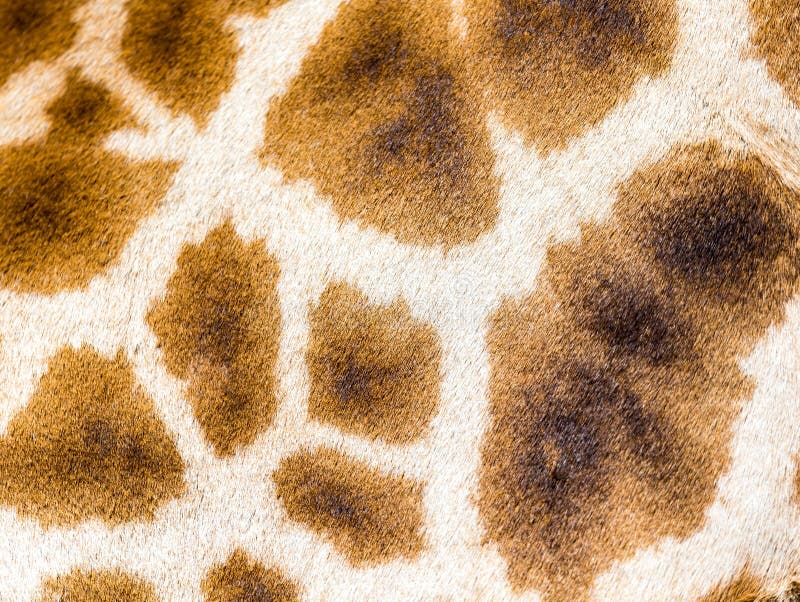 A pele de um girafa no close-up fotos de stock
