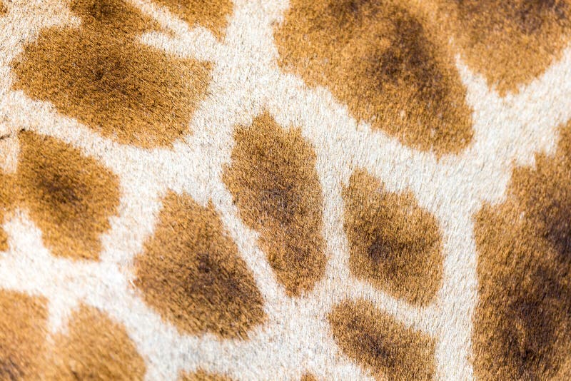A pele de um girafa no close-up imagem de stock