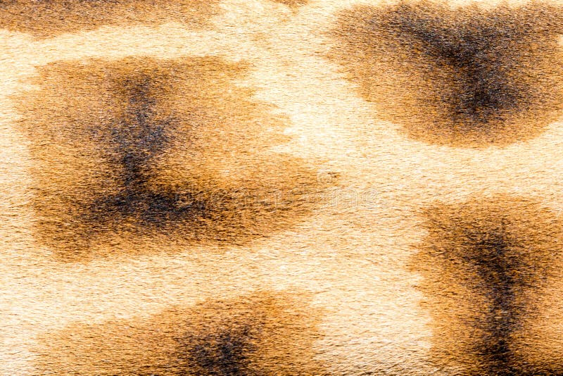 A pele de um girafa no close-up imagem de stock royalty free