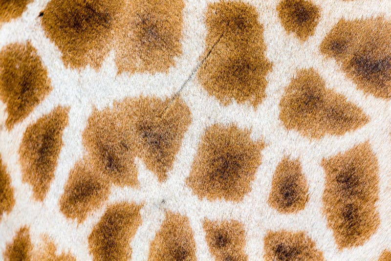 A pele de um girafa no close-up fotografia de stock royalty free
