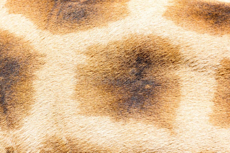 A pele de um girafa no close-up fotografia de stock royalty free