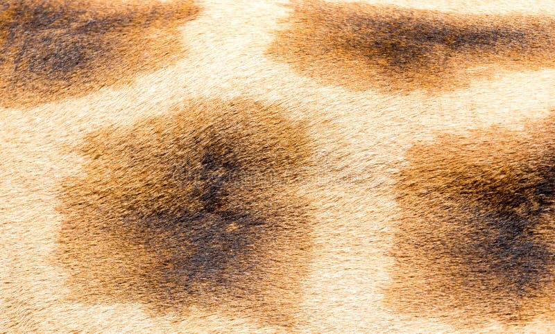 A pele de um girafa no close-up fotos de stock