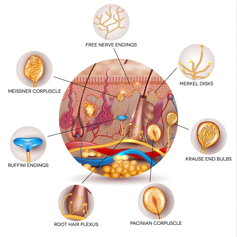 Pele la anatomía y los receptores sensoriales en la piel libre illustration Pele la anatomía y los receptores sensoriales en la piel libre illustration