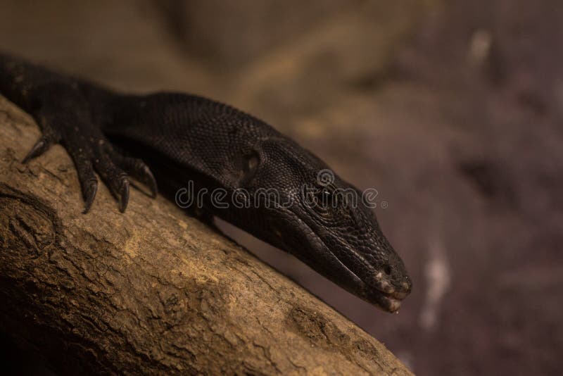 Pele preta imagens de stock royalty free