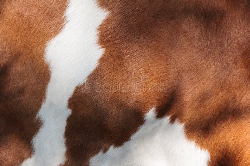 Pele vermelha e branca de uma vaca imagem de stock Pele vermelha e branca de uma vaca imagem de stock