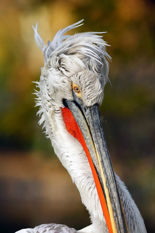 Pelecanus crispus, retrato do pelicano Dalmaciano Grande cabeça pelicana isolada Retrato do pelicano com fundo branco Cabeça fotografia de stock Pelecanus crispus, retrato do pelicano Dalmaciano Grande cabeça pelicana isolada Retrato do pelicano com fundo branco Cabeça fotografia de stock