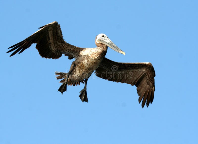 Pelican