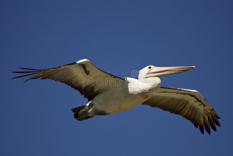 Pelican stock image Pelican stock image