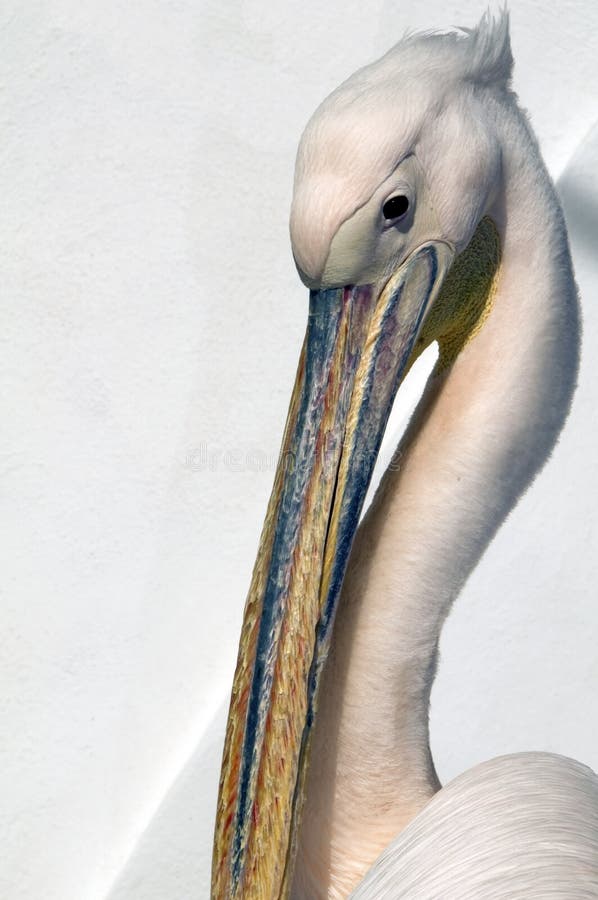 Pelican