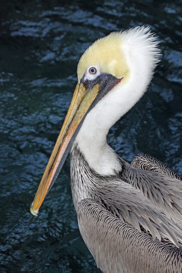 Pelican