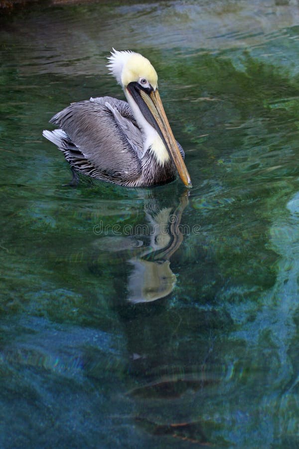 Pelican