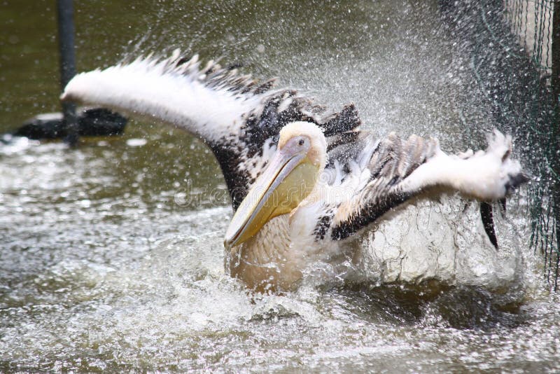 Pelican