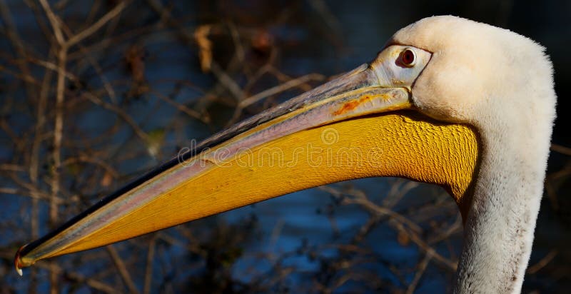 Pelican