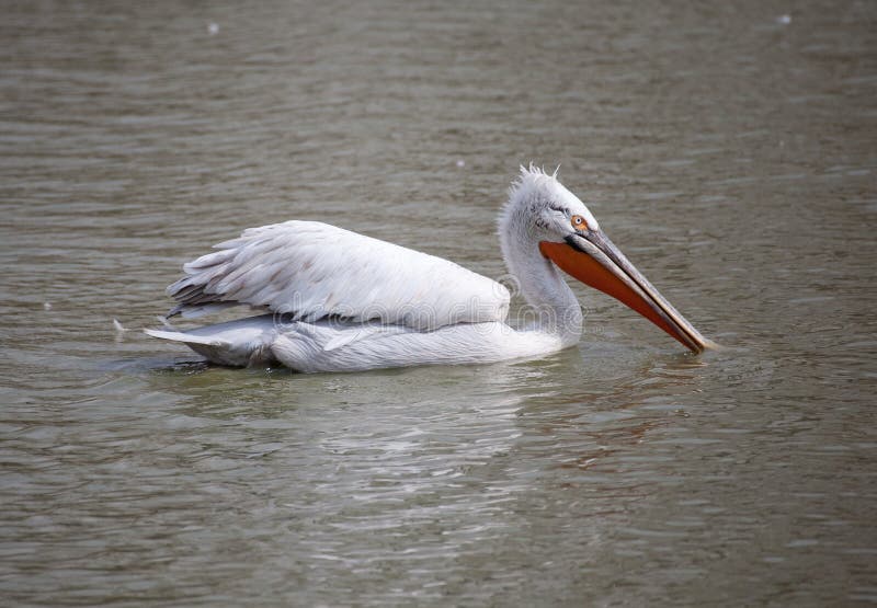 Pelican