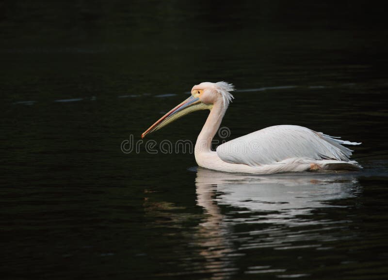 Pelican