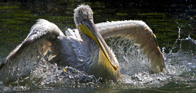 Pelican