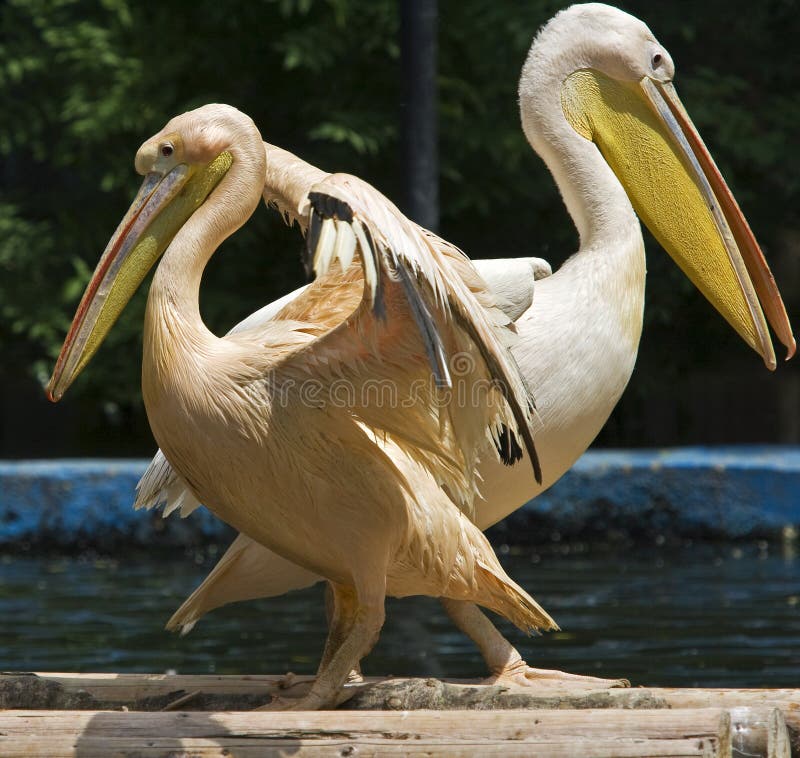 Pelican