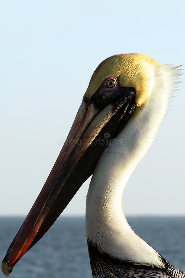 Pelican portrait