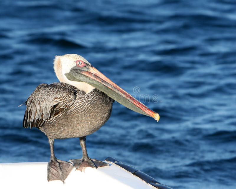 Pelican