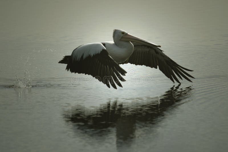 Pelican