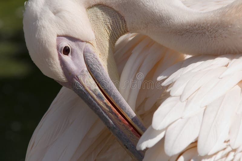 Pelican