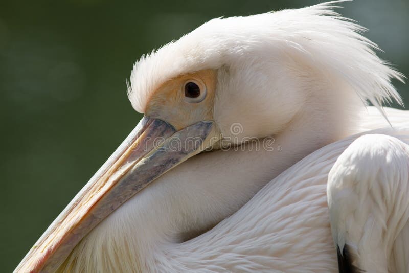 Pelican