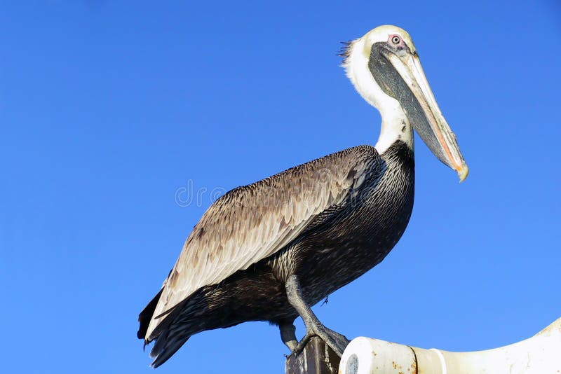 Pelican with blue background