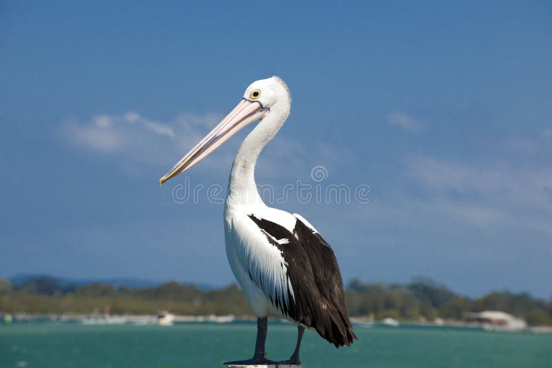 Pelican stock photography Pelican stock photography