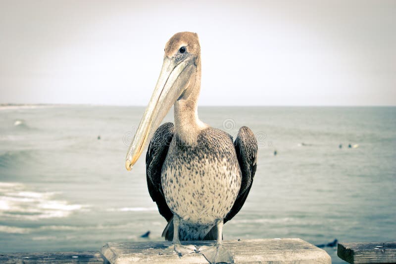 Pelican