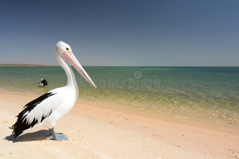 Pelican on the beach. Monkey Mia. Shark Bay. Western Australia