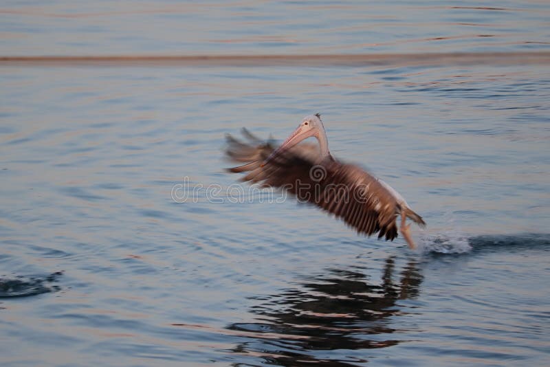 A pelican bird flying through the lake water with wings spreading motion blur