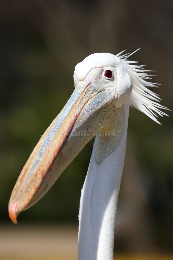 Pelican Bird Funny Face stock image. Image of feathers - 20967403