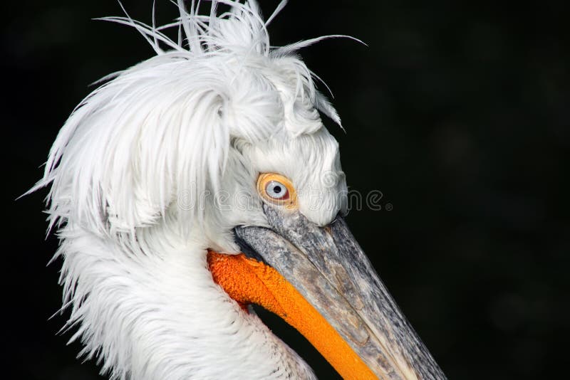 Pelican On Black