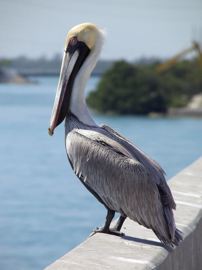 Pelican on Bridge