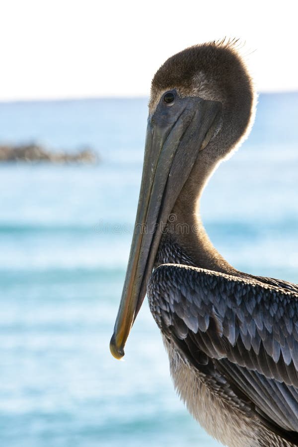 Pelican on Caribbean sea background