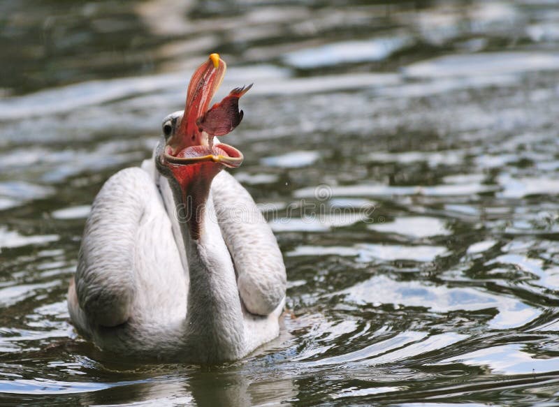 Pelican catching some fish